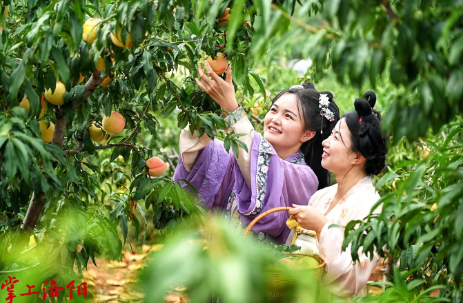 [掌上洛陽]飯坡鎮(zhèn)：鮮果經(jīng)濟 助農(nóng)增收
